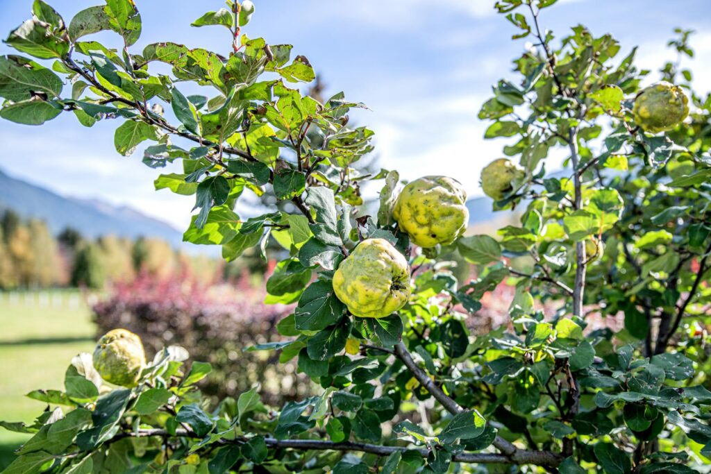 Bauernhof Obstbaum